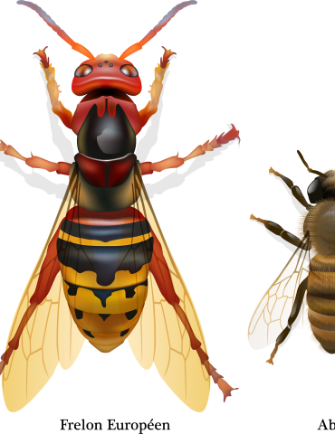 frelons asiatiques