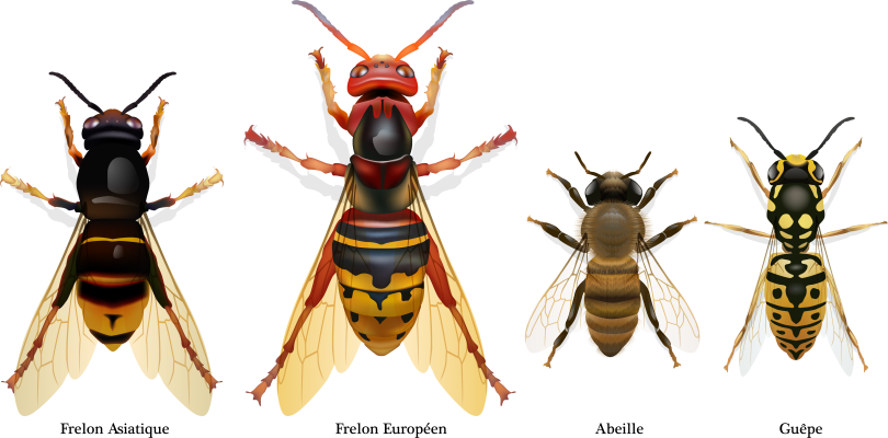 frelons asiatiques